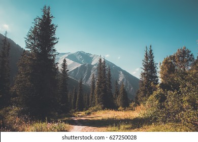 Mountain Forest Landscape. Wildlife.