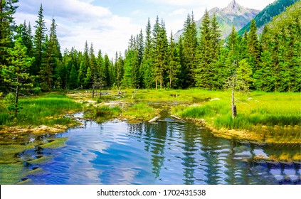 Mountain Forest Pond Nature Scenery