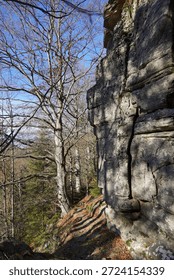 Mountain forest Slopes with mixed trees pine needles dry fallen leaves steep rocky slope covered with moss Bright sunlight blue sky late autumn winter nature fall flora                               