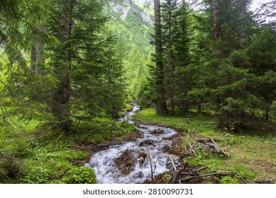 Mountain forest stream flowing through green landscape, Austria, Tyrol, Zams, 28 June 2026