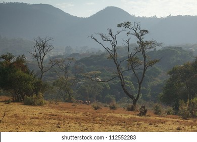 Mountain Forest, Western High Plateau, Cameroon