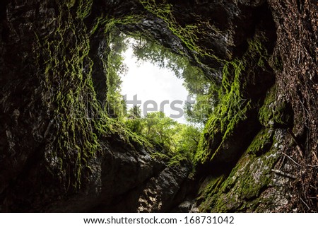 Mountain forrest - view from the cave