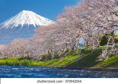 Mountain Fuji And Cherry Blossom Sakura In Spring Season