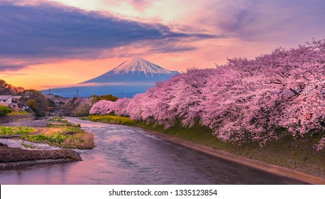 Mountain fuji in cherry blossom season during sunset.