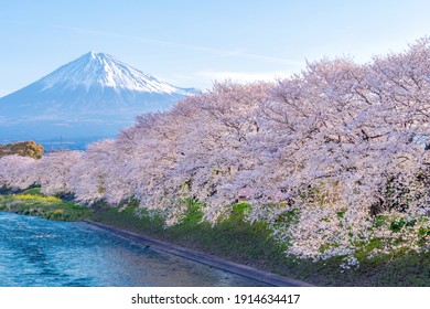 Mountain Fuji And Sakura Cherry Blossom In Japan Spring Season