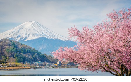 Mountain Fuji in spring ,Cherry blossom Sakura.