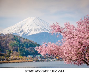 Mountain Fuji in spring ,Cherry blossom Sakura. Kawaguchiko Japan.