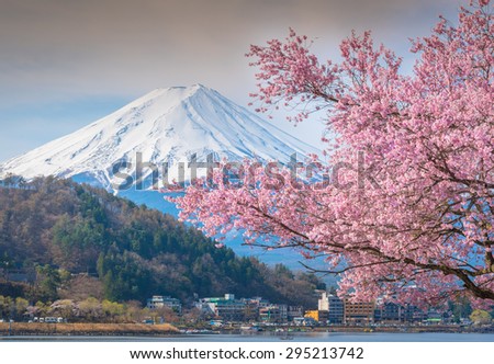 Mountain Fuji in spring ,Cherry blossom Sakura. 