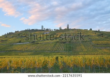 Mountain full of vineyards in the area of Alsace, France.