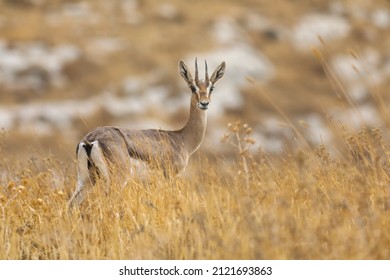 Mountain Gazelle Stands, Against A Blurred Background. In The Deer Valley Nature Reserve, Jerusalem.