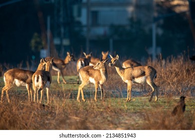 Mountain Gazelle Stands, Against A Blurred Backgro Und. In The Deer Valley Nature Reserve, Jerusalem. Valley Of The Gazelle Jerusalem