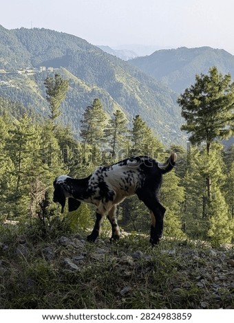 a mountain goad in the wild