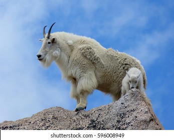 Mountain Goat