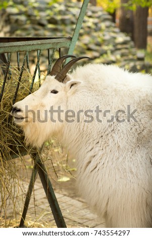 Mountain Goat