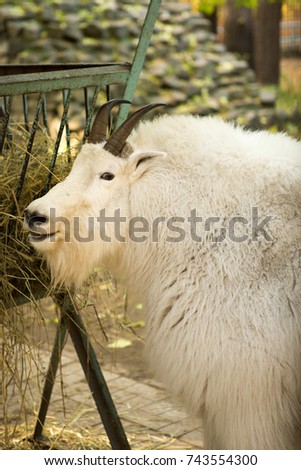 Mountain Goat
