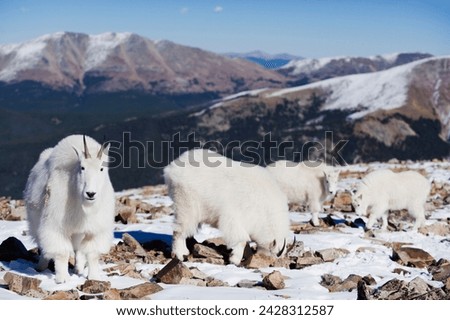 Mountain goat (antelope) in winter coats on quandary peak, a mountain above 14000 feet, known as a 14er, colorado, united states of america, north america