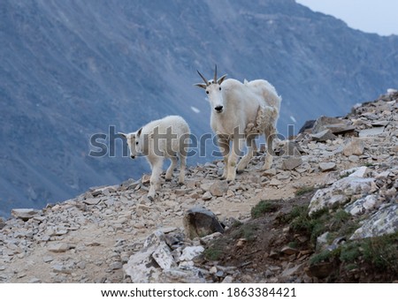 A mountain goat baby and their mother wandering around the Quandary Peak trail in Colorado