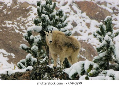 Mountain Goat In Black Hills Of South Dakota