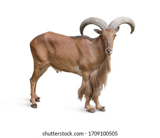 Mountain Goat Brown Isolated On White Background. This Clipping Path.