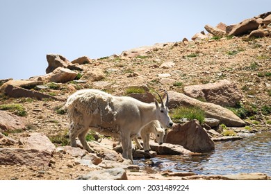 Mountain Goat and Calf By a Pond in Rocky Mountain National Park, Colorado, USA