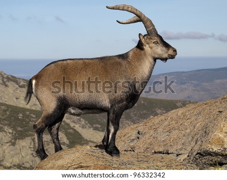 Mountain goat, Capra pyrenaica victoriar