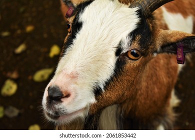 Mountain Goat Close Up Eyes Macro