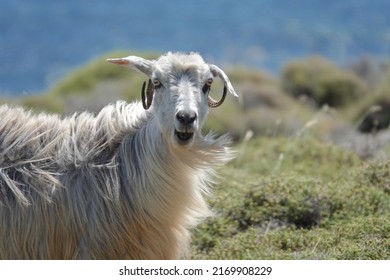 Mountain Goat With Confused Facial Expression