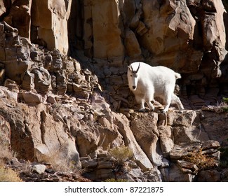 Mountain Goat During Fall In Yellowstone Park