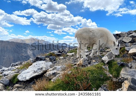 Mountain goat eating grass at Quandary Peak in Colorado