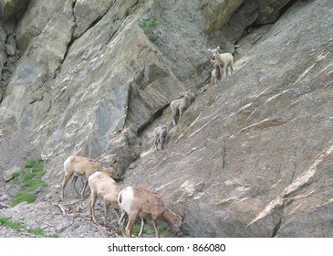 Mountain Goat Family in Banff National Park Alberta Canada
