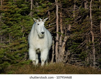 Mountain Goat In Forest Of Dense Subalpine Fir