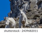 Mountain Goat at Glacier National Park