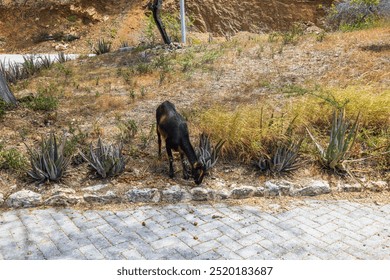 Mountain goat grazing in Arikok National Park stony desert near hiking trail in Aruba. - Powered by Shutterstock