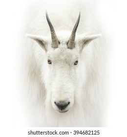 Mountain Goat Head Isolated On White