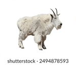 Mountain Goat Isolated White Background