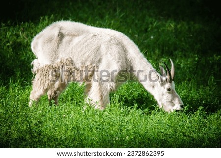 mountain goat, also known as the Rocky Mountain goat, is a cloven-footed mammal that is endemic to the remote and rugged mountainous areas of western North America.