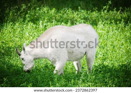 mountain goat, also known as the Rocky Mountain goat, is a cloven-footed mammal that is endemic to the remote and rugged mountainous areas of western North America.