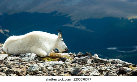 A Mountain Goat Laying Down At The Summit Of Quandary Peak