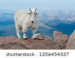 Mountain Goat living at high altitude
