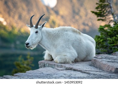 Mountain Goat at Logan Pass in Glacier NP