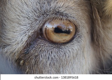 26,842 Goat eye Images, Stock Photos & Vectors | Shutterstock