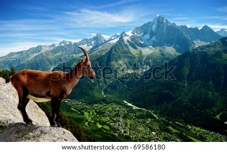 a mountain goat looks at the landscape
