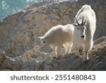 Mountain Goat Mom and Kid in Canada