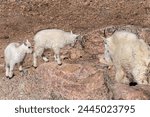 A mountain goat nanny (Oreamnos americanus) interacts with two kids playing on a boulder on Mt. Evans, Colorado, USA