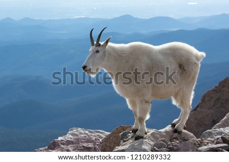 Mountain Goat on Mount Evans, Colorado, USA.
