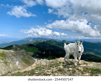 Mountain Goat on a Mountain Ridge with Blue Sky and Clouds - Powered by Shutterstock