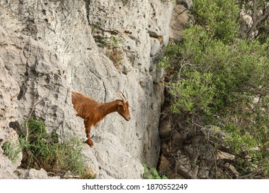 Mountain Goat On Rocca Di Cefalù Sicily Italy