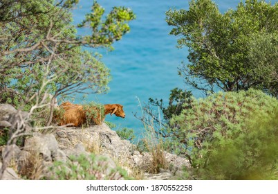 Mountain Goat On Rocca Di Cefalù Sicily Italy