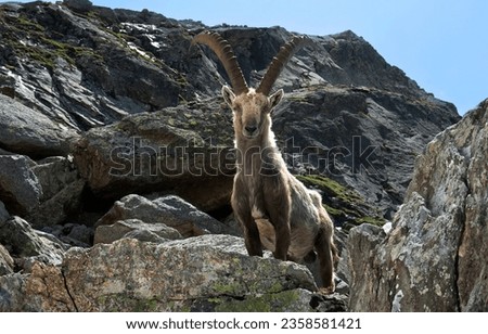 Mountain goat on the rocks. Capra. Mountain goat. Mountain goat portrait