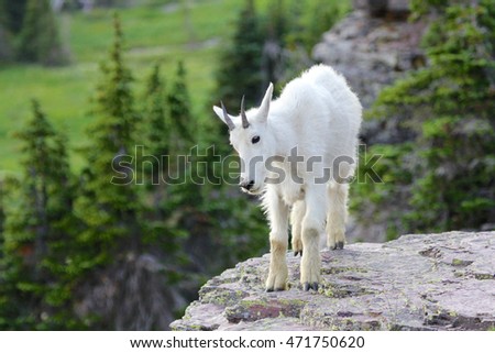 Mountain Goat on rocky cliff ledge Glacier National Park